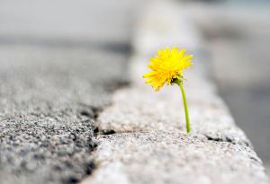 Постоянството е по-ценно от гениалността