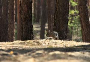 Притча за най-опасния капан