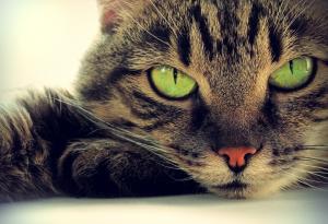 Няколко любопитни факта за котките