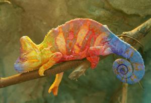 Ето как хамелеонът променя цвета си