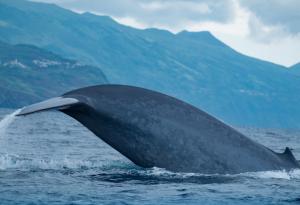 Учени измериха пулса на син кит в естествената му среда за първи път
