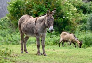 Басня за козата и магарето