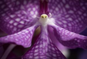 Тези невероятни орхидеи приличат на животни и хора!
