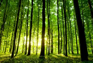 Трябва да се проведе спешно обществено обсъждане за бъдещето на старите гори в България