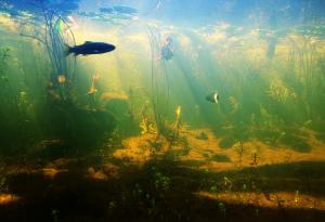 Откриха мутирала риба, която е 8000 пъти по-устойчива към токсични отпадъци