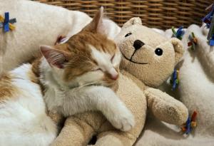 15 животни, спящи и гушкащи се с плюшени играчки