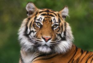 България се присъединява към световната инициатива за удвояване на тигрите в дивата природа на Азия