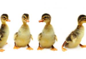 Направете път на умните патета