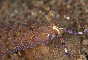 Видео: Танцуваш, красив и ... отровен