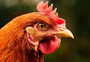 Виц: Кокошка