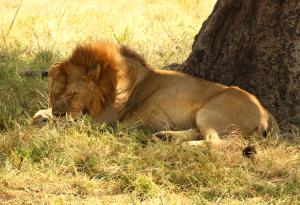 Притча за лъва, мишката и кучето