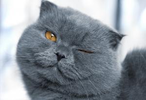 Честит Международен ден на котката!