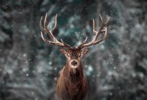 Елените на Дядо Коледа са женски