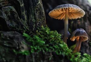 Мъхесто: интересни факти за плесенните гъби