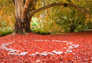 Мистерията на приказните кръгове от гъби