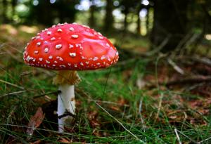 11 удивителни факта за отровните растения и гъби