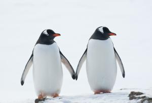 Розовото кралство на животните