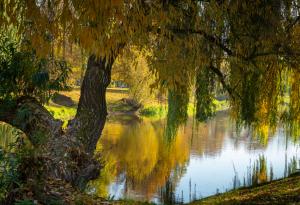 Символиката на дърветата