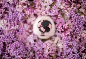 Ето как кучетата "виждат" с носовете си