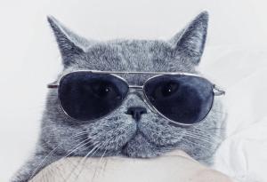 24 котки, които са прекалено готини, за да са истински