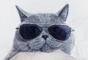 15 невероятни факта за котките, които вероятно не знаехте