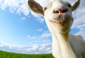 15 снимки, които доказват, че козите са най-забавните животни