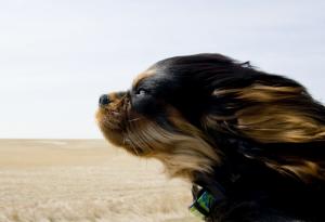 15 забавни кучета, които обичат да се возят в кола повече от всичко на света