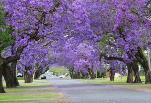 12 от най-магичните улици по света, заслонени от цветя и дървета