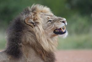 Летящ лъв: бивол изстрелва хищника високо във въздуха