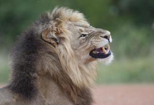 Група бракониери на носорози изядени от лъвове в Африка