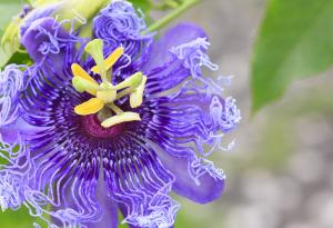 12 от най-красивите цветя на света