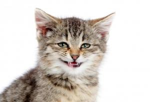 Най-щастливите котки на света искат да ви подарят усмивка 