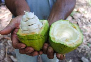 Хора, отглеждащи какао, опитват шоколад за първи път