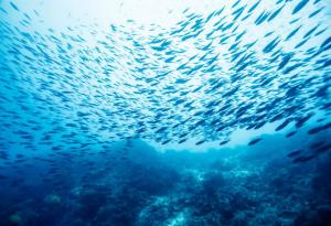 Видео: Летящите морски дяволи