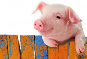 Виц: Кодекс на шопа 