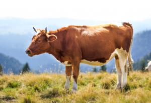 Милиони американци си мислят, че шоколадовото мляко идва от кафявите крави