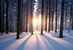 Корупция унищожава вековните гори в Беласица