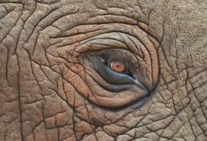 Запознайте се с най-умните животни на планетата