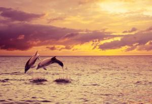 Защо делфините са толкова умни?