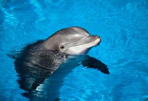 Роди се делфинче във варненския делфинариум