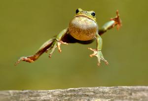 Жабите знаят да скачат, но още учат приземяването