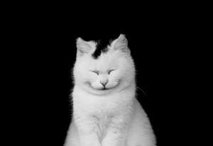 16 от най-усмихнатите котки в интернет