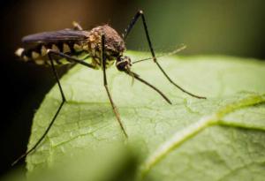 Устойчиви на лечение маларийни паразити обхванаха част от Азия