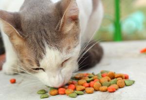 Нещата, с които никога не трябва да храните вашата котка - важни съвети за всички собственици