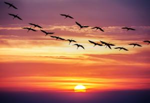 Басня за враната