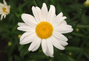 Ако можех да изживея живота си отново...