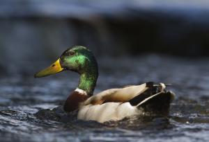 Социалната вариация на патешките пениси