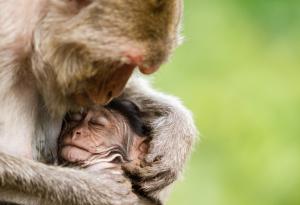 16 снимки, които доказват, че майчината любов не познава граници