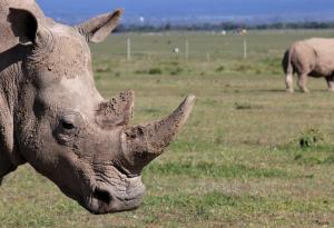 Учените се опитват да спасят северните бели носорози от изчезване чрез ин витро