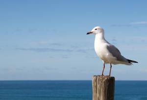 Чайка краде камера GoPro и прави видео на испански острови 
